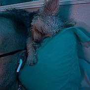 Jax is registered to the contest to win money with this photo: bedroom, blue_lighting, calm, chain_necklace, closeup, cozy, dog, earbud, fur, glasses, indoor, mirror, person, pet, pillow, quiet, relaxation, resting, sleeping, wall