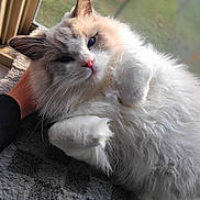 Mack is registered to the contest to win money with this photo: animal, carpet, cat, closeup, cozy, cute, domestic, fluffy, fur, gray, hand, indoor, mammal, paw, pet, relaxed, sunlight, whiskers, white, window
