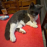 Boulette a rejoint le concours — aidez-le/la à gagner de superbes lots ! bell, blurred_face, cat, collar, cozy, domestic_animal, fur, furniture, gray_cat, home, indoor, paw, pet, red_tablecloth, relaxed, sitting, table, white_paws, wooden_cabinet, wooden_chair