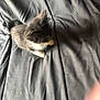 Boulette a rejoint le concours — aidez-le/la à gagner de superbes lots ! kitten, cat, gray_cat, white_paws, bedspread, fabric, wrinkles, indoor, pet, small_cat, feline, fur, animal, resting, young_cat, cute, cozy, blurred, soft, domestic_cat