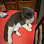 cat, collar, cozy, domestic_animal, feline, floor_tiles, furniture, gray_cat, household, indoor, kitchen, mammal, pet, red_tablecloth, relaxed, resting, table, tabletop, white_paws, wooden_chairs