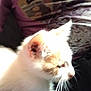 cat, white_cat, orange_cat, blurred, close_up, indoor, pet, animal, whiskers, fur, person, purple_shirt, sitting, side_view, feline, domestic_cat, household, cute, furry, companion