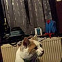 Mayo participe au concours pour gagner de l'argent avec cette photo : cat, indoor, pet, animal, white_cat, orange_cat, radiator, curtains, clutter, collar, side_view, feline, domestic_cat, looking_away, household, furniture, reflection, dim_light, close_up, mammal