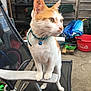 cat, orange_and_white_cat, pet, collar, blue_bell, chair, outdoor, garden, fence, bucket, tools, curious, standing, focused, animal, whiskers, ears, paws, concrete, backyard