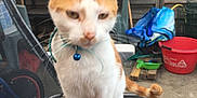 Nougat participe au concours pour gagner de l'argent avec cette photo : cat, orange_and_white, pet, animal, chair, outdoor, garden, container, red_bucket, wooden_fence, metal_shelf, toy, collar, bell, concrete_floor, tail, whiskers, curious, standing, furniture
