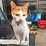 cat, orange_and_white, pet, animal, chair, outdoor, garden, container, red_bucket, wooden_fence, metal_shelf, toy, collar, bell, concrete_floor, tail, whiskers, curious, standing, furniture
