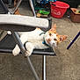 cat, orange_and_white, collar, bell, chair, outdoor, patio, bucket, concrete_floor, relaxed, pet, feline, mesh_chair, animal, domestic_cat, curious, resting, whiskers, ears, paws