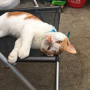 Nougat participe au concours pour gagner de l'argent avec cette photo : cat, orange_and_white, chair, mesh, relaxed, pet, animal, floor, outdoor, collar, curious, feline, resting, domestic_cat, sideways, whiskers, paws, head_tilt, metal_frame, casual