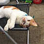 cat, orange_and_white, chair, mesh, relaxed, pet, animal, floor, outdoor, collar, curious, feline, resting, domestic_cat, sideways, whiskers, paws, head_tilt, metal_frame, casual