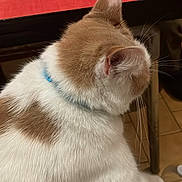 Mayo a rejoint le concours — aidez-le/la à gagner de superbes lots ! animal, back_view, brown, cat, collar, cute, domestic, feline, floor, fur, fuzzy, glass, indoor, pet, relaxed, sitting, table, tile, whiskers, white