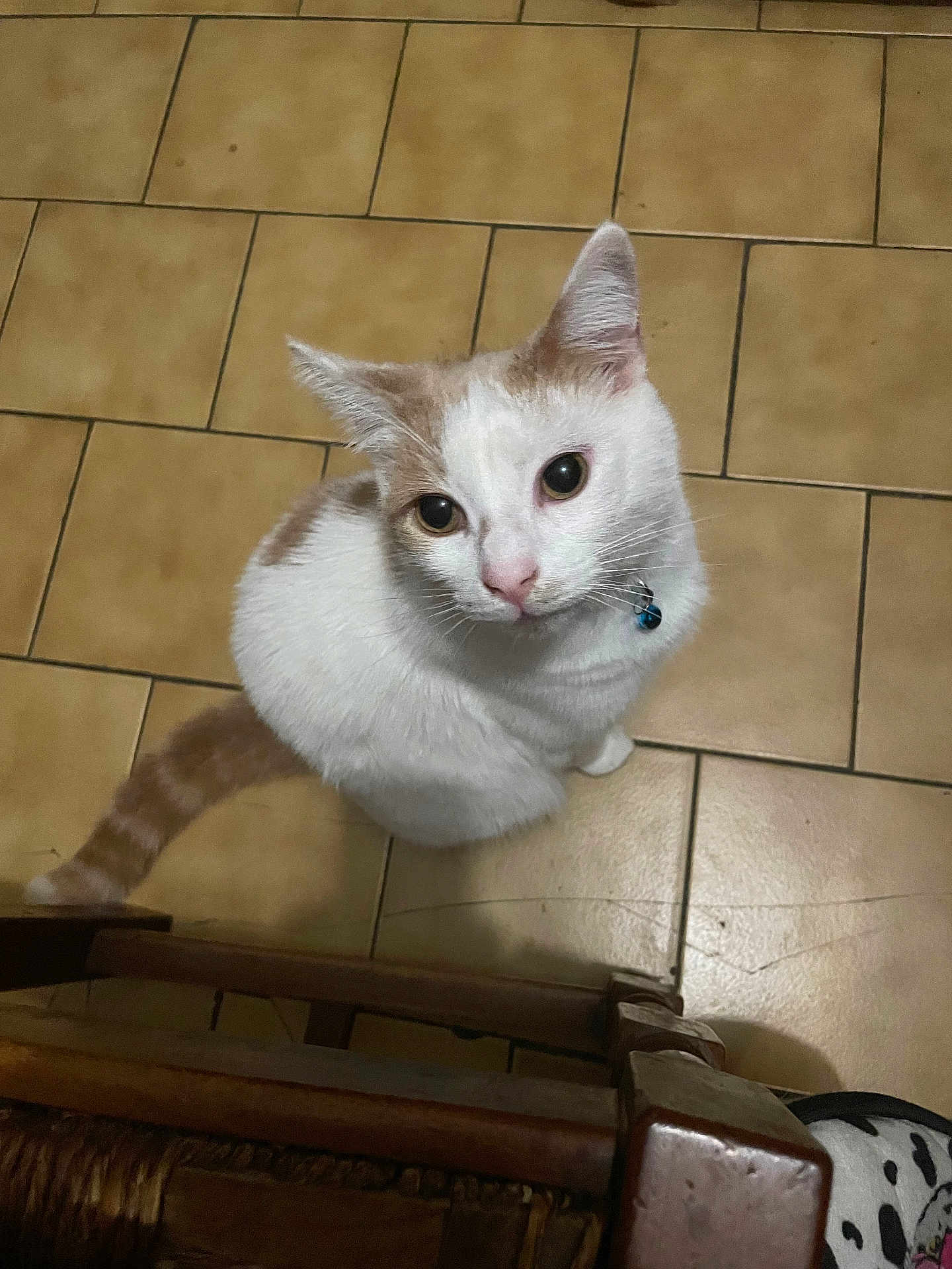 Mayo a rejoint le concours — aidez-le/la à gagner de superbes lots ! cat, pet, animal, white_cat, brown_spots, collar, blue_bell, floor_tiles, indoor, wooden_chair, looking_up, curious, feline, whiskers, tail, cute, domestic_cat, fur, ears, sitting
