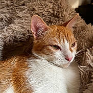 Ellie participe au concours pour gagner de l'argent avec cette photo : cat, orange_cat, white_cat, fluffy_blanket, indoor, pet, fur, whiskers, ears, nose, relaxed, cozy, soft_texture, close_up, animal, cute, sleepy, mammal, domestic_cat, resting