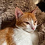 cat, orange_cat, white_cat, fluffy_blanket, indoor, pet, fur, whiskers, ears, nose, relaxed, cozy, soft_texture, close_up, animal, cute, sleepy, mammal, domestic_cat, resting