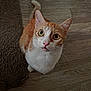 cat, orange_cat, white_cat, pet, feline, whiskers, floor, wooden_floor, indoor, curious, looking_up, animal, cute, domestic_animal, fur, ears, eyes, tail, texture, rug