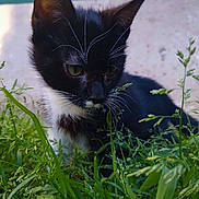 Gucci participe au concours pour gagner de l'argent avec cette photo : asian, black_and_white, black_cat, carnivore, cat, domestic_short_haired_cat, european_shorthair, eye, felidae, fur, grass, grass_family, green, kitten, lawn, organism, plant, small_to_medium_sized_cats, snout, whiskers