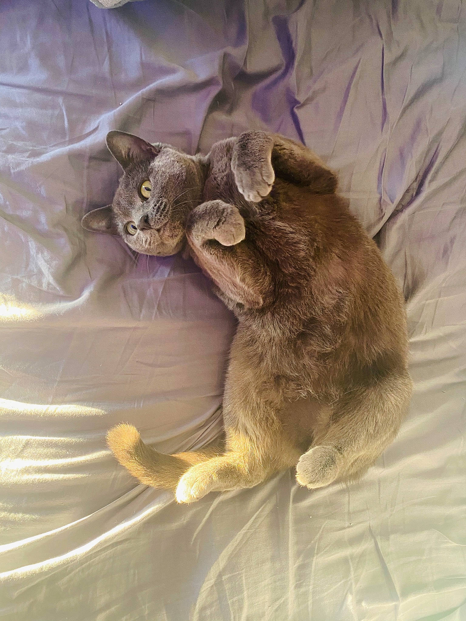 Kizzy is registered to the contest to win money with this photo: canidae, carnivore, cat, claw, comfort, domestic_short_haired_cat, fawn, felidae, foot, fur, linens, nap, paw, sleep, small_to_medium_sized_cats, tail, terrestrial_animal, whiskers, wildlife, wood