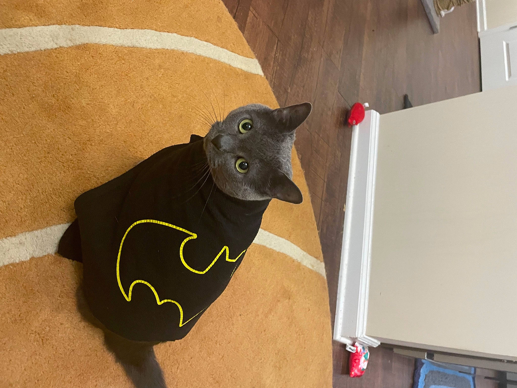 Kizzy joined the competition — help win amazing prizes! black_cat, canidae, carnivore, dog_breed, fashion_accessory, fawn, felidae, flooring, grey, mammal, office_supplies, personal_protective_equipment, small_to_medium_sized_cats, snout, tail, terrestrial_animal, vertebrate, whiskers, wood, working_animal