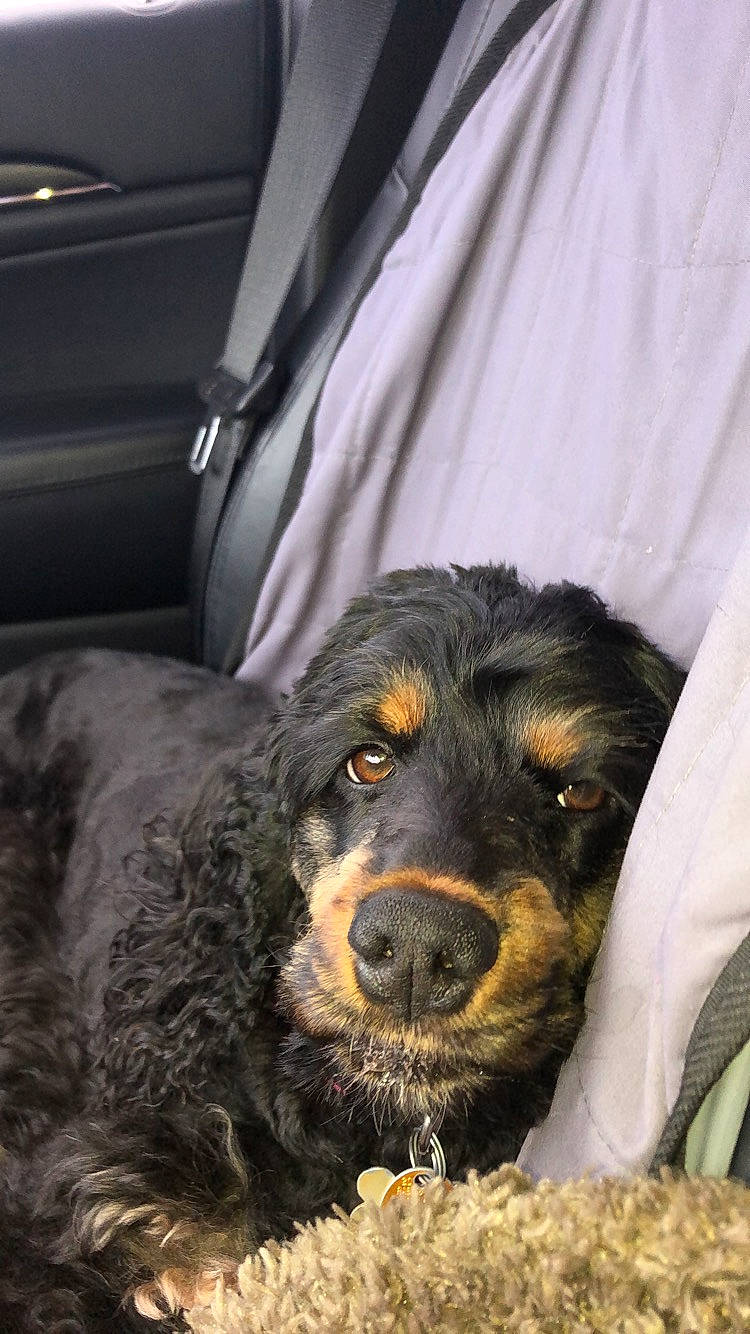 Presley is registered to the contest to win money with this photo: ball, bathtub, bored, canidae, carnivore, companion_dog, curtain, dog, dog_breed, fur, guard_dog, liver, puppy, snout, spaniel, sporting_group, terrestrial_animal, whiskers, working_animal, working_dog