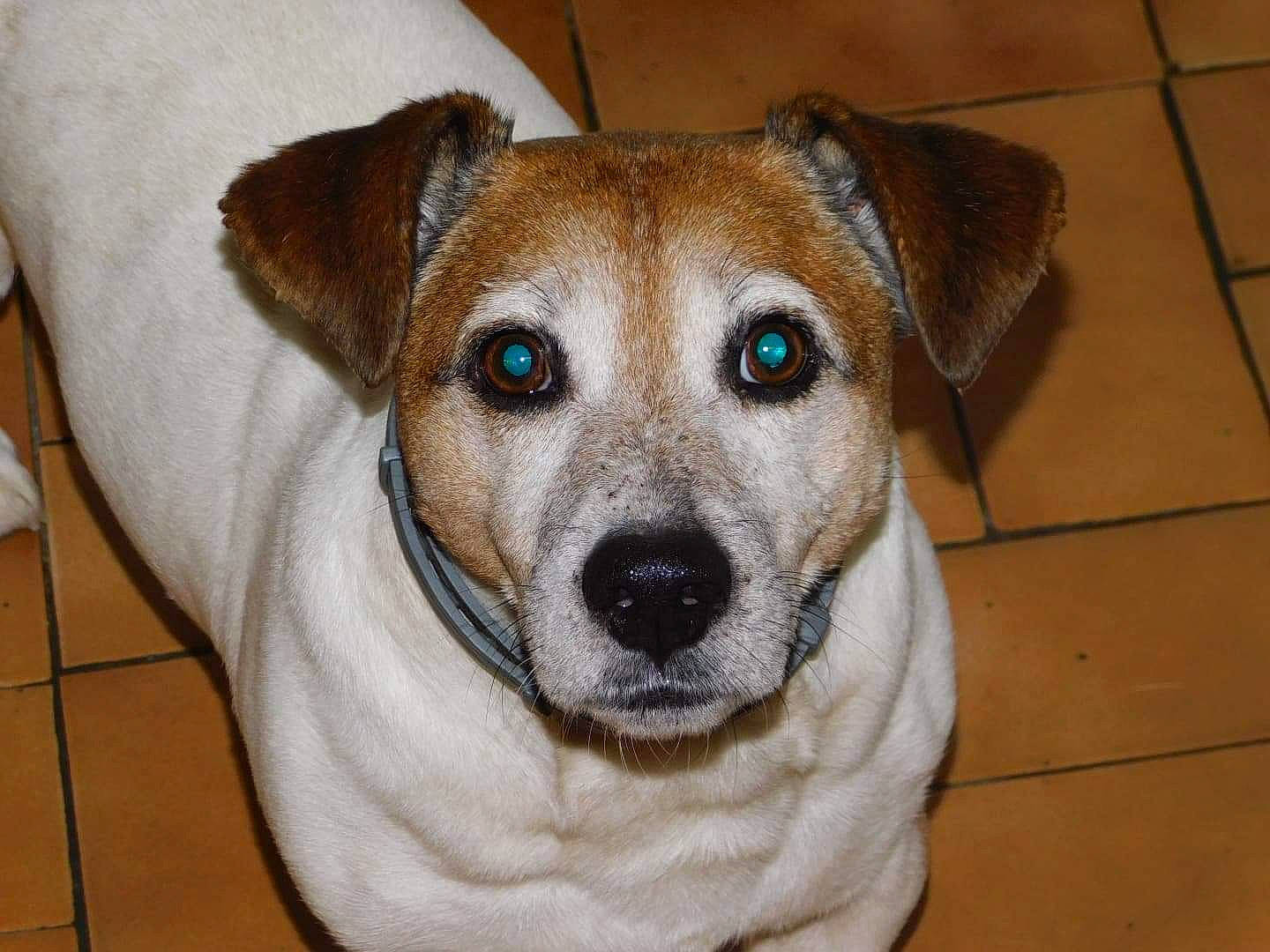 Gym participe au concours pour gagner de l'argent avec cette photo : canidae, carnivore, companion_dog, danish_swedish_farmdog, dog, dog_breed, fawn, feist, irishjacks, jack_russell_terrier, mammal, nose, potcake_dog, rare_breed_dog, russell_terrier, snout, sporting_group, teddy_roosevelt_terrier, vertebrate, whiskers