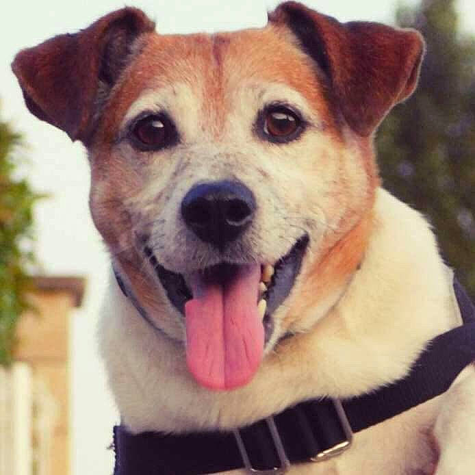 Gym a rejoint le concours — aidez-le/la à gagner de superbes lots ! ancient_dog_breeds, canidae, carnivore, companion_dog, dog, dog_breed, fawn, feist, jack_russell_terrier, mammal, nose, potcake_dog, puppy, rare_breed_dog, russell_terrier, snout, sporting_group, vertebrate, whiskers