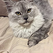 Lady participe au concours pour gagner de l'argent avec cette photo : animal, blanket, cat, close_up, cozy, cute, domestic, feline, fluffy, fur, gray, indoor, pet, portrait, relaxed, resting, soft_texture, whiskers, white, yellow_eyes