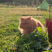 Titou participe au concours pour gagner de l'argent avec cette photo : animal, cat, countryside, flowerpot, flowers, fluffy, garden, ginger_cat, grass, long_hair, outdoors, pet, plants, playground, portrait, serious_expression, sitting, slide, strawberry_plants, sunlight