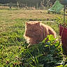 animal, cat, countryside, flowerpot, flowers, fluffy, garden, ginger_cat, grass, long_hair, outdoors, pet, plants, playground, portrait, serious_expression, sitting, slide, strawberry_plants, sunlight