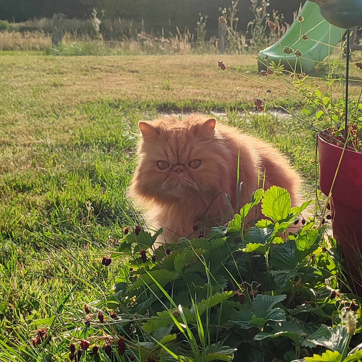 Titou