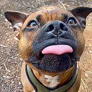 Ripley a rejoint le concours — aidez-le/la à gagner de superbes lots ! dog, brown_dog, close_up, tongue_out, harness, outdoor, pet, canine, animal, playful, ears, snout, fur, brown_fur, black_nose, ground, dirt, nature, daylight, cute