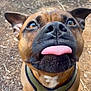 dog, brown_dog, close_up, tongue_out, harness, outdoor, pet, canine, animal, playful, ears, snout, fur, brown_fur, black_nose, ground, dirt, nature, daylight, cute