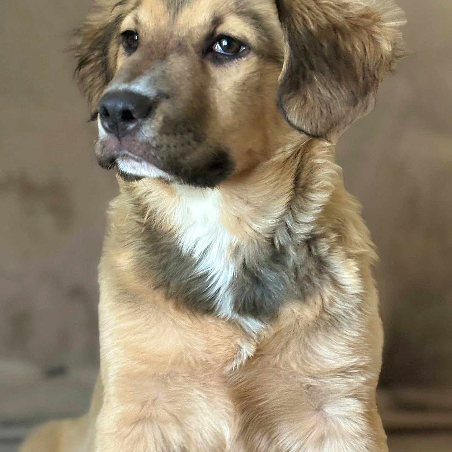 Lucy is registered to the contest to win money with this photo: puppy, dog, young_dog, brown_fur, fluffy, ears, portrait, close_up, pet, animal, looking_away, indoor, soft_light, curious, calm, mammal, cute, furry, sitting, companion