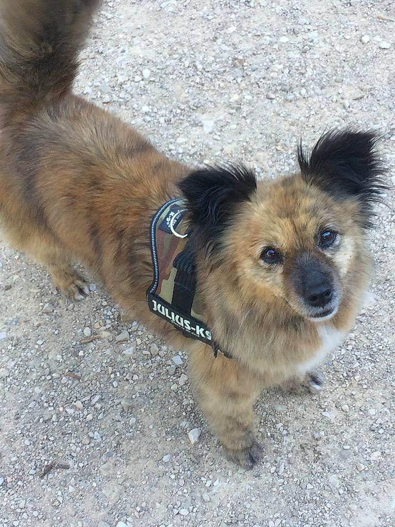 Daria participe au concours pour gagner de l'argent avec cette photo : carnivore, collar, companion_dog, dog, dog_breed, dog_clothes, dog_collar, dog_supply, fashion_accessory, fawn, fur, leash, paw, pet_supply, small_terrier, terrier, toy_dog, working_animal, yorkipoo, yorkshire_terrier