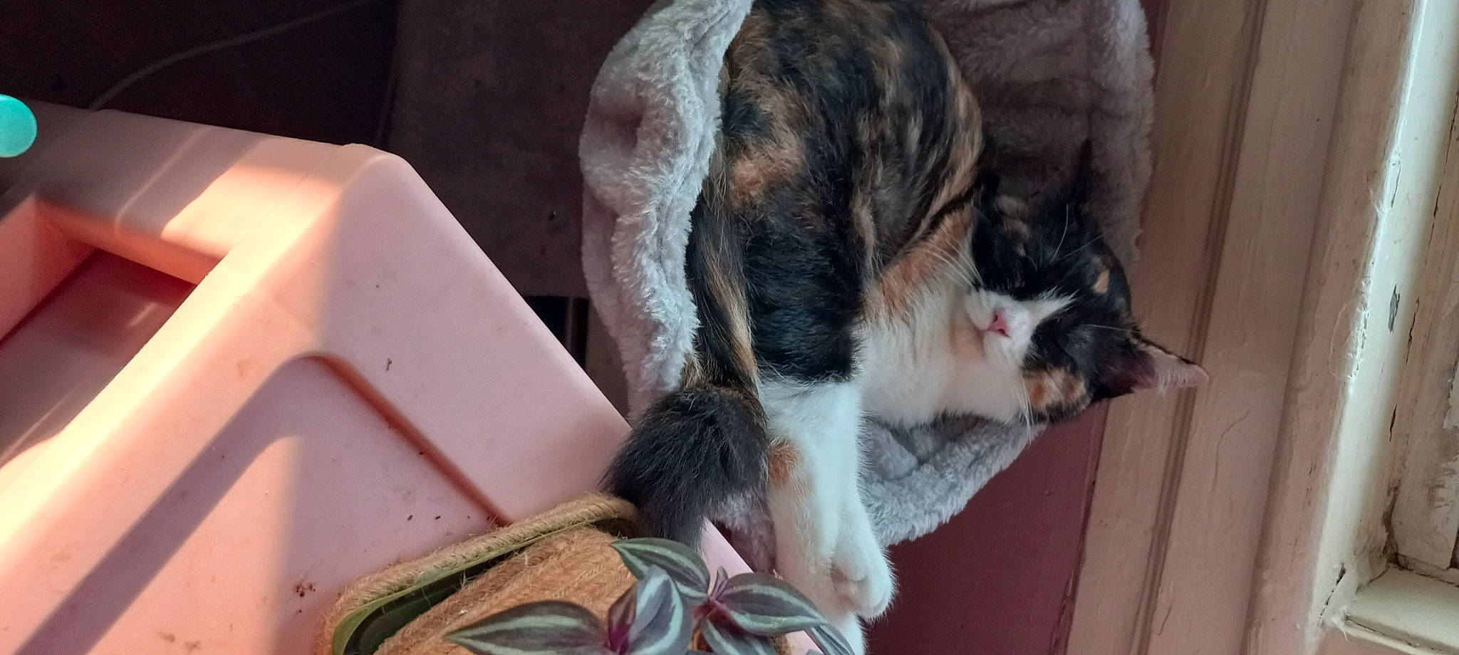 Bella joined the competition — help win amazing prizes! carmine, carnivore, cat, cat_supply, claw, collar, dog_breed, domestic_short_haired_cat, felidae, foot, fur, paw, small_to_medium_sized_cats, sporting_group, tail, tree, whiskers