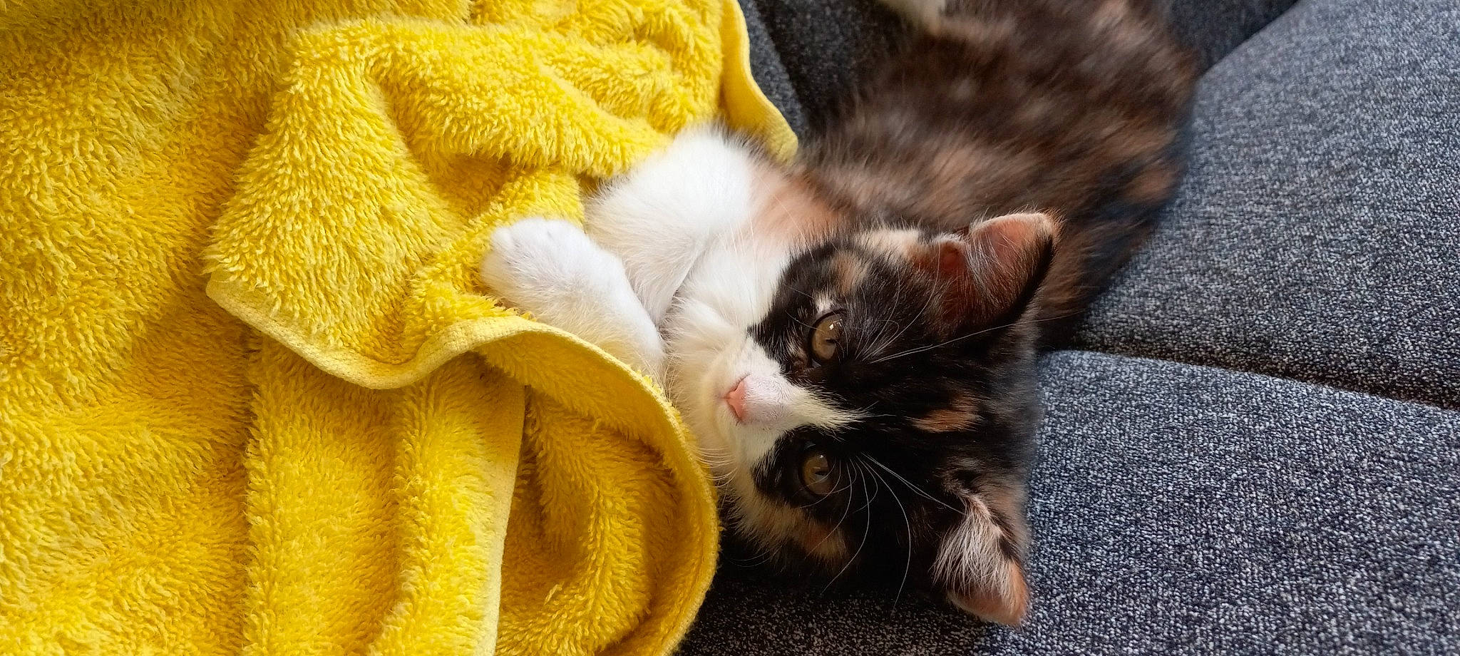 Bella is registered to the contest to win money with this photo: carnivore, cat, claw, comfort, domestic_short_haired_cat, fawn, felidae, fur, grass, paw, small_to_medium_sized_cats, tail, whiskers, yellow