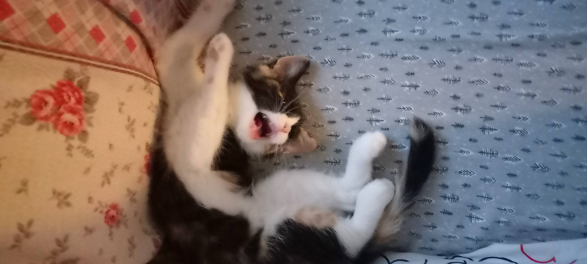 Bella joined the competition — help win amazing prizes! carnivore, cat, claw, comfort, domestic_short_haired_cat, fang, felidae, flooring, foot, fur, paw, small_to_medium_sized_cats, tail, whiskers, wood, yawn