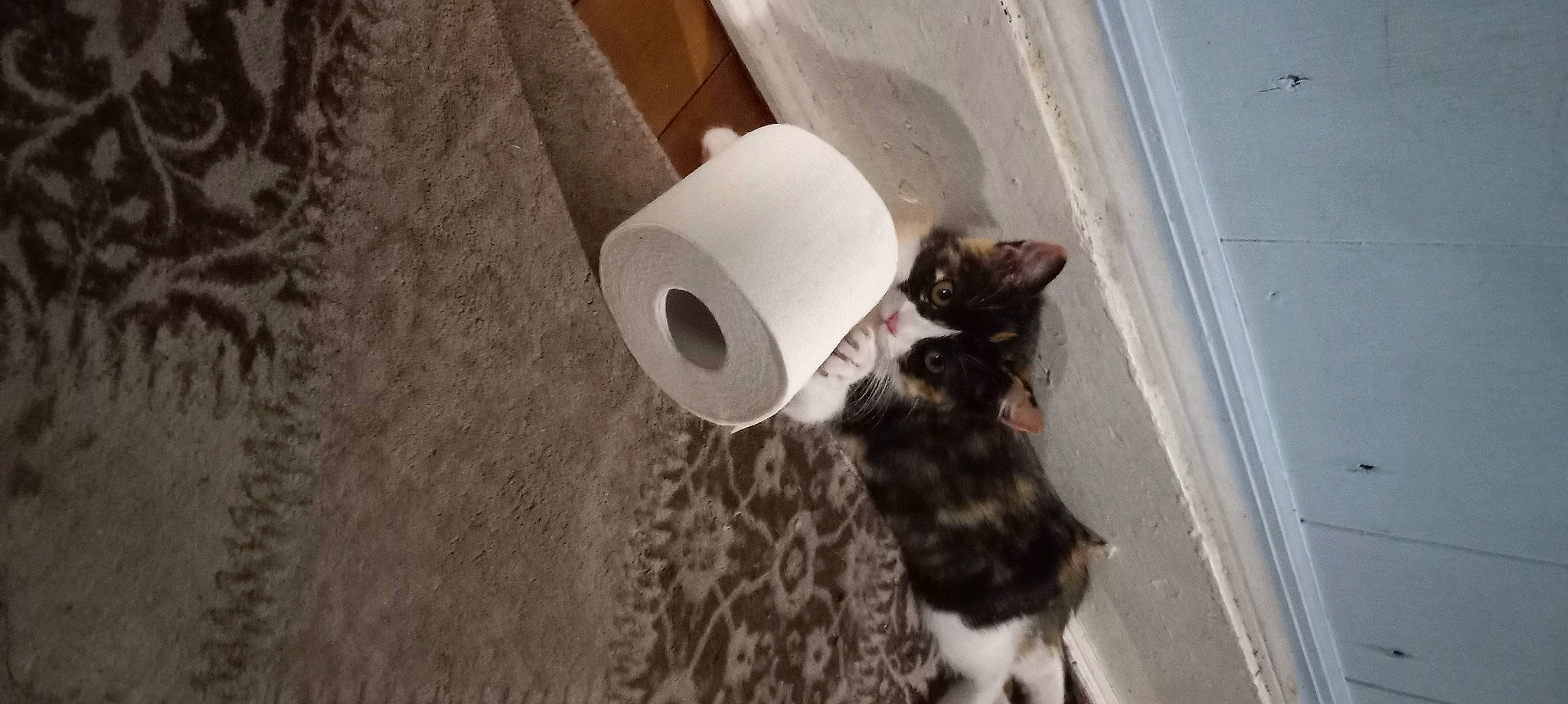 Bella is registered to the contest to win money with this photo: carnivore, cat, dog_breed, felidae, flooring, hardwood, household_supply, mammal, paper_towel, paper_towel_holder, pet_supply, small_to_medium_sized_cats, tail, tissue_paper, toilet, toilet_paper, toilet_roll_holder, vertebrate, whiskers, wood
