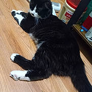 Hatice Darzanov is registered to the contest to win money with this photo: cat, tuxedo_cat, black_and_white, indoor, hardwood_floor, pet, whiskers, paws, tail, relaxed, lying_down, shelf, container, red_lid, cleaning_tool, mop, floorboard, domestic, fur, close_up