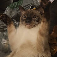 Jasper is registered to the contest to win money with this photo: cat, siamese, indoor, fur, raised_paws, wide_eyes, pet, animal, whiskers, face, expression, cute, feline, domestic, mammal, closeup, alert, sitting, fur_pattern, background_objects