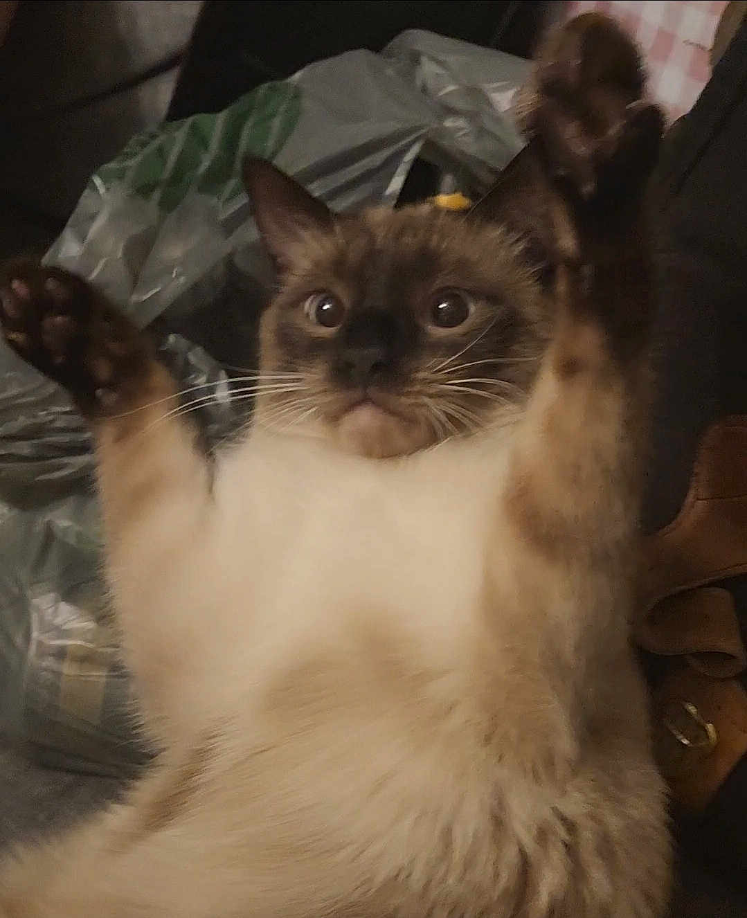 Jasper is registered to the contest to win money with this photo: cat, siamese, indoor, fur, raised_paws, wide_eyes, pet, animal, whiskers, face, expression, cute, feline, domestic, mammal, closeup, alert, sitting, fur_pattern, background_objects