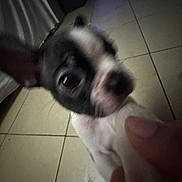 Pancho is registered to the contest to win money with this photo: animal, black_and_white, blurry, close_up, cloth, cute, dog, ears, floor, furniture, hand, indoor, nose, pet, playing, puppy, tile, tiled_floor, tongue, young