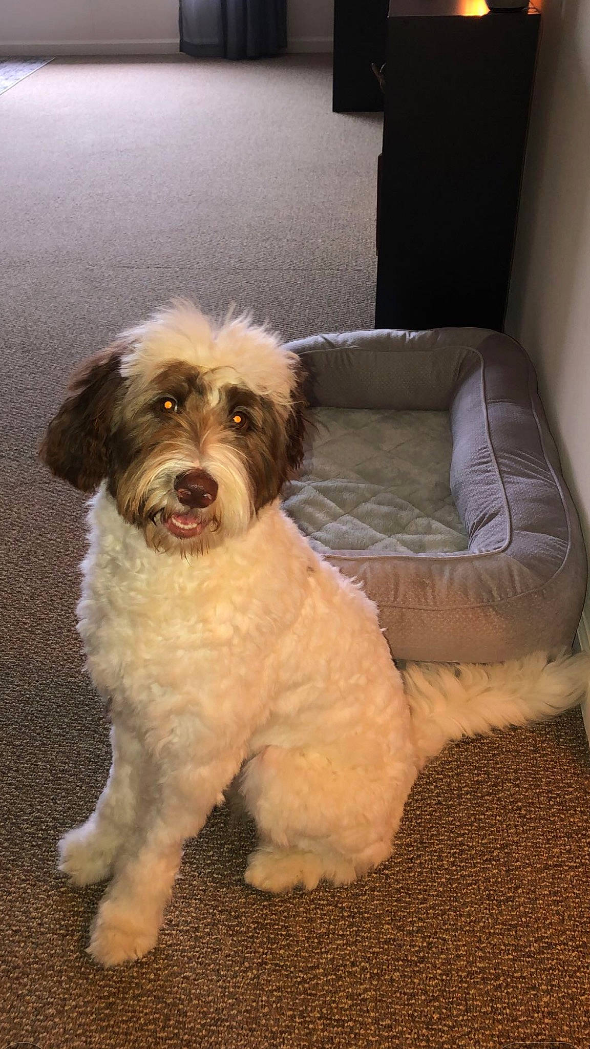 June is registered to the contest to win money with this photo: bored, canidae, carnivore, chair, comfort, companion_dog, couch, dog, dog_breed, fur, liver, maltepoo, puppy, small_terrier, snout, sporting_group, terrier, toy_dog, water_dog, working_animal