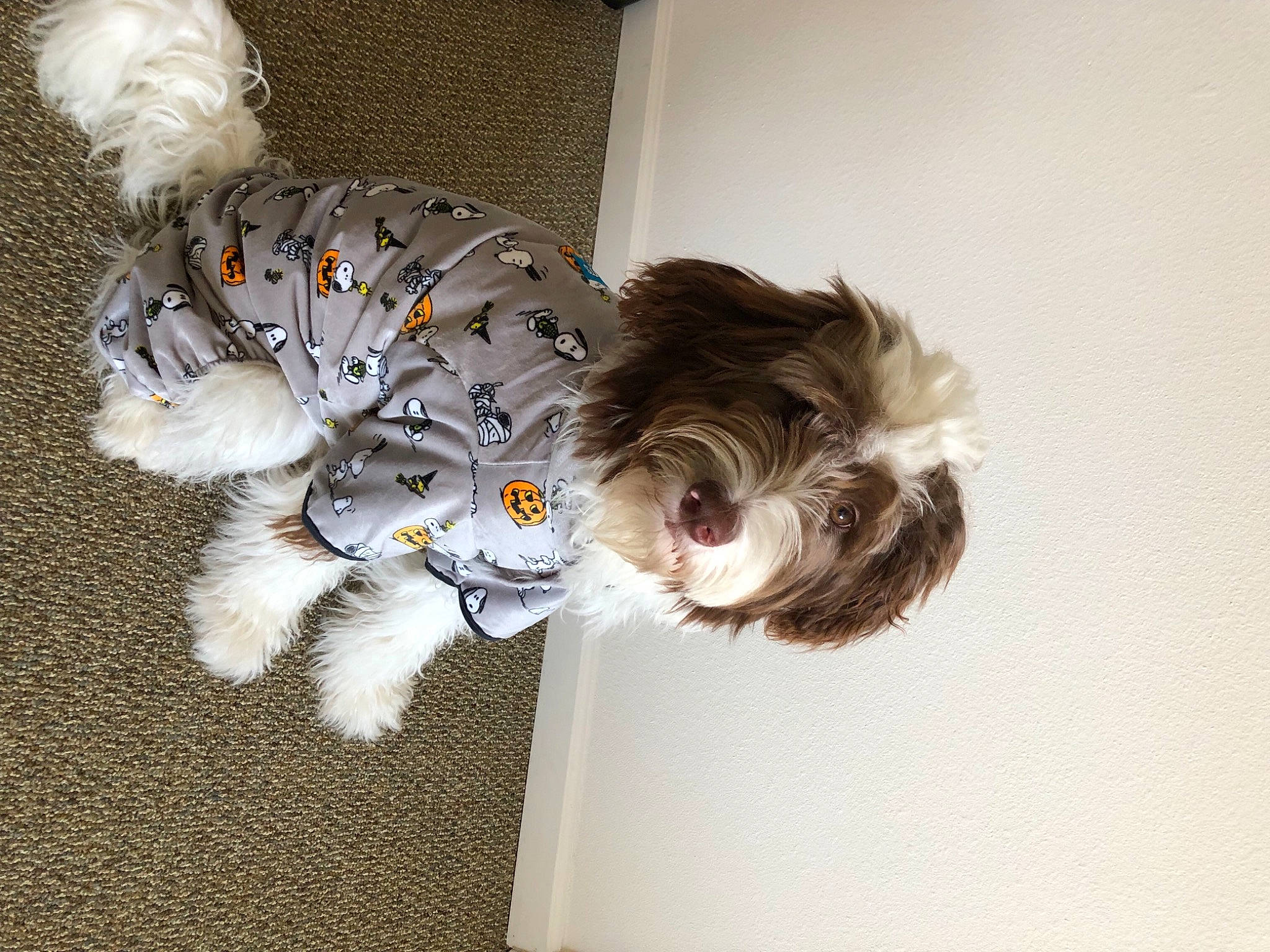 June joined the competition — help win amazing prizes! art, bow_tie, canidae, carnivore, companion_dog, dog, dog_breed, felidae, fur, lighthouse, non_sporting_group, paw, puppy_love, schnauzer, small_terrier, sporting_group, tail, terrier, toy_dog, whiskers