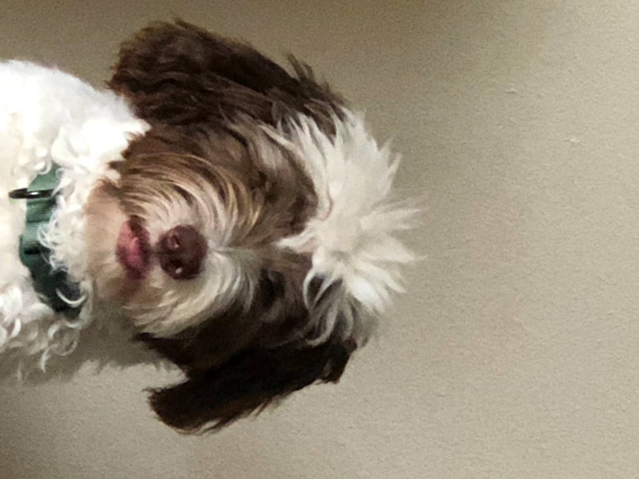 June joined the competition — help win amazing prizes! canidae, carnivore, companion_dog, dog, dog_breed, dog_clothes, dog_collar, dog_supply, eye, liver, pet_supply, puppy_love, schnauzer, small_terrier, snout, sporting_group, terrier, toy_dog, water_dog, working_animal