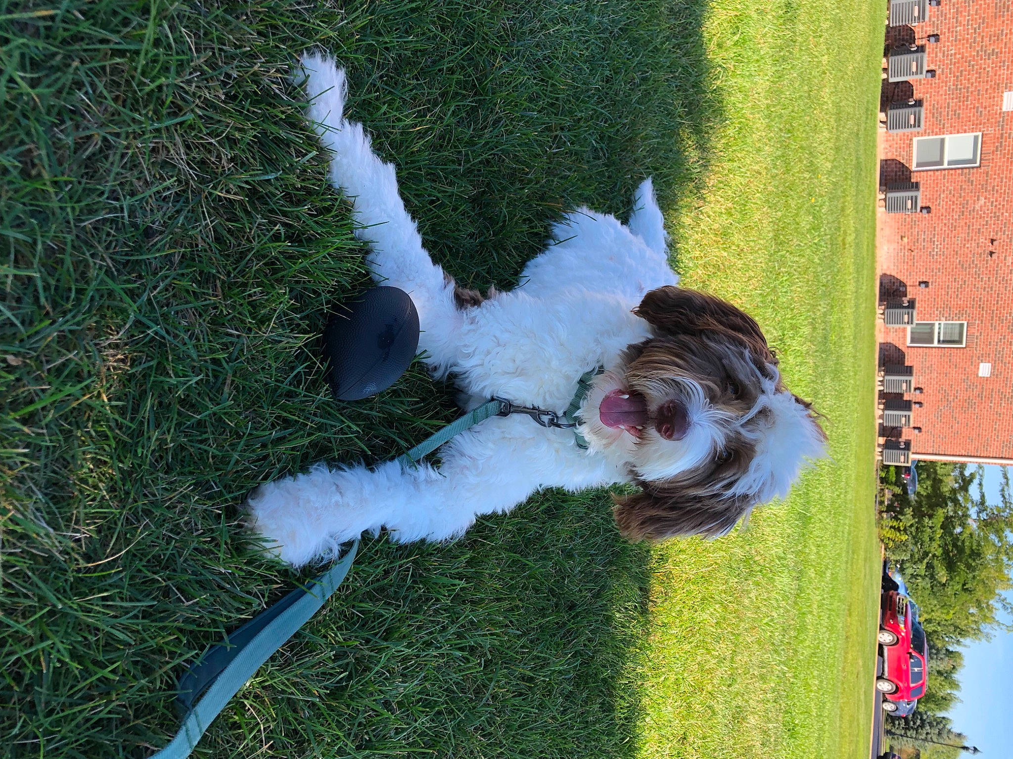 June joined the competition — help win amazing prizes! carnivore, companion_dog, dog, dog_breed, fun, fur, garden, grass, happy, lawn, leash, plant, pole, sidewalk, sporting_group, sunglasses, tail, toy, toy_dog, tree