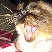 Hemi is registered to the contest to win money with this photo: cat, close_up, yawning, open_mouth, whiskers, fangs, teeth, tongue, fur, tabby, brown_fur, white_fur, animal, pet, indoors, blanket, cozy, flash_photography, portrait, funny