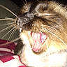 cat, close_up, yawning, open_mouth, whiskers, fangs, teeth, tongue, fur, tabby, brown_fur, white_fur, animal, pet, indoors, blanket, cozy, flash_photography, portrait, funny