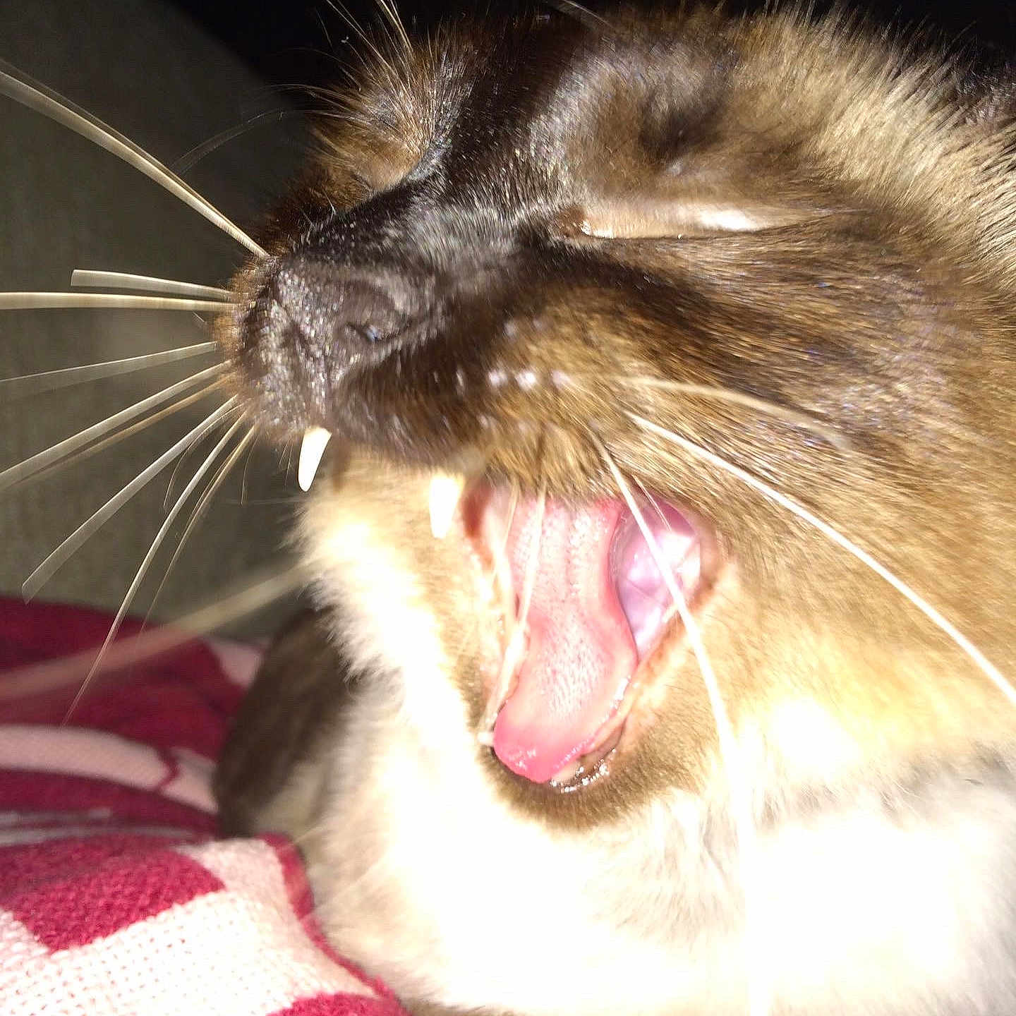 Hemi