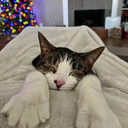 Buddy is registered to the contest to win money with this photo: cat, sleeping, relaxed, close_up, paws, whiskers, pink_nose, tabby, white_fur, black_fur, blanket, bed, cozy, christmas_tree, holiday, fireplace, living_room, indoors, soft_lighting, portrait