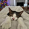 bed, black_fur, blanket, cat, christmas_tree, close_up, cozy, fireplace, holiday, indoors, living_room, paws, pink_nose, portrait, relaxed, sleeping, soft_lighting, tabby, whiskers, white_fur