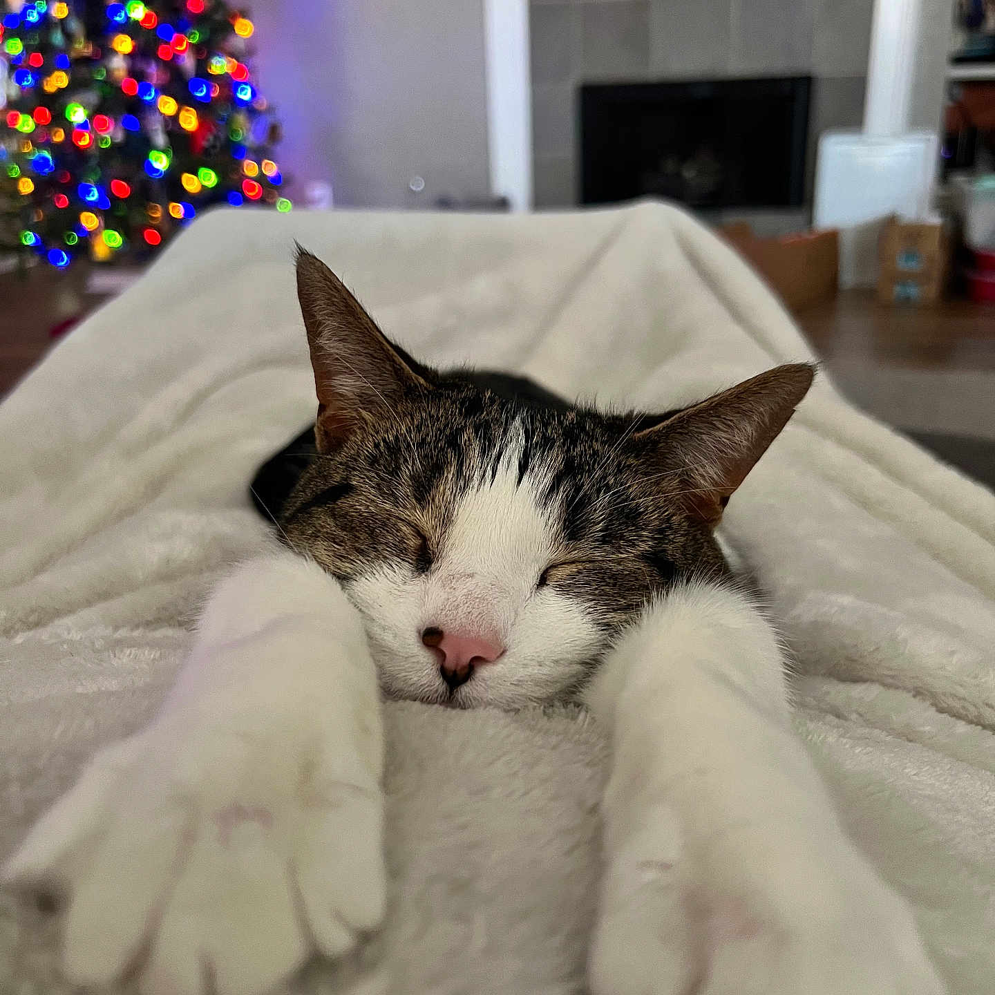 Buddy is registered to the contest to win money with this photo: cat, sleeping, relaxed, close_up, paws, whiskers, pink_nose, tabby, white_fur, black_fur, blanket, bed, cozy, christmas_tree, holiday, fireplace, living_room, indoors, soft_lighting, portrait